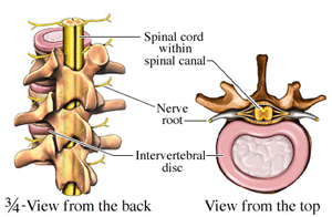 diagram of spinal column structure, with complex vertebral shapes closely protecting spinal cord and nerve roots